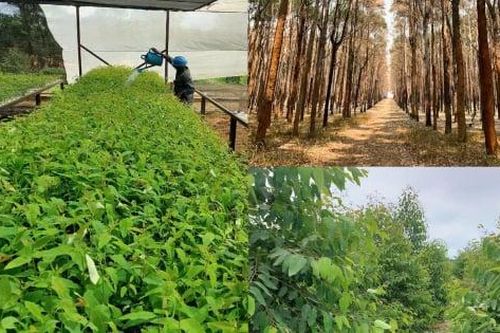 Tập đoàn Xuân Thiện trồng 1 triệu ha rừng tại Angola, phục vụ tổ hợp thép xanh 100.000 tỷ đồng