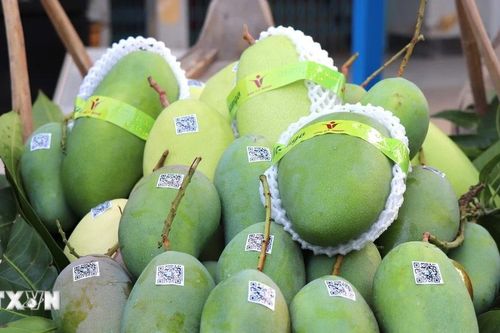 Tiền Giang xuất khẩu lô xoài tượng da xanh đầu tiên sang thị trường Hoa Kỳ