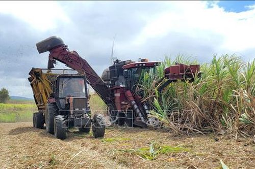 Đẩy nhanh thu mua mía nguyên liệu cho người dân trước nắng hạn