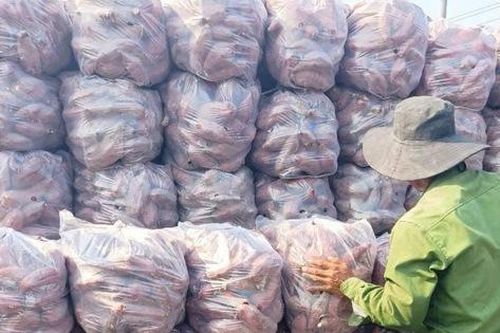 Trúng mùa khoai lang, nhiều nông dân thu tiền tỷ nhờ giá bán tăng vọt