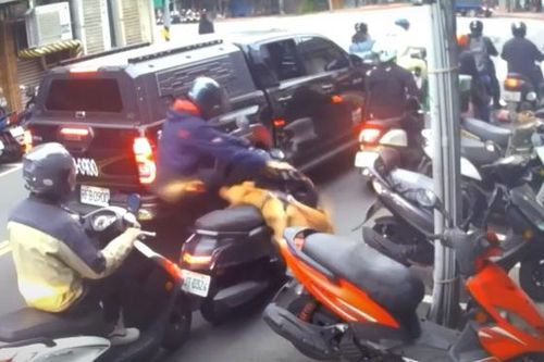 Chó Pitbull nhảy khỏi xe ô tô, cắn người đi xe máy trên phố