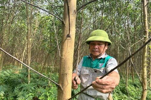 Thu nhập bền vững từ rừng cho người dân dưới đỉnh Giăng Màn