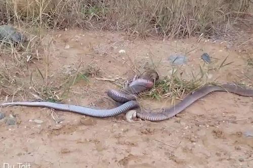 CLIP: Mãn nhãn trước màn tử chiến của con rắn hổ mang chúa