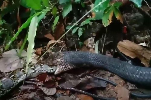 CLIP: Rắn hổ mang chúa 'tiêm' nọc độc cho trăn rồi từ từ mubang con mồi