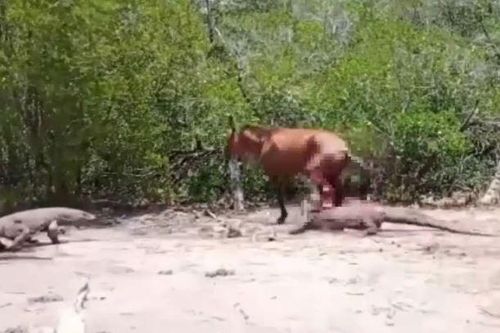 CLIP: Bị 2 con rồng Kodomo truy sát, ngựa nhận cái kết bi thảm