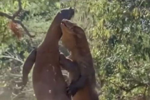 CLIP: 'Nghẹt thở' xem màn tử chiến giành bạn tình của rồng Komodo