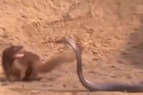 CLIP: Chủ động tấn công cầy Mangut, rắn hổ mang chúa nhận cái kết bi thảm