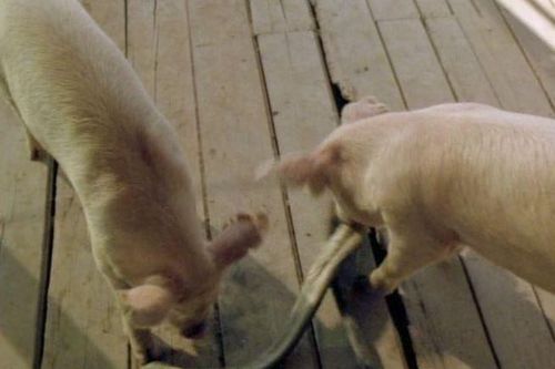 Có nọc độc nhưng tại sao rắn lại sợ lợn? Thậm chí bị lợn ăn thịt?