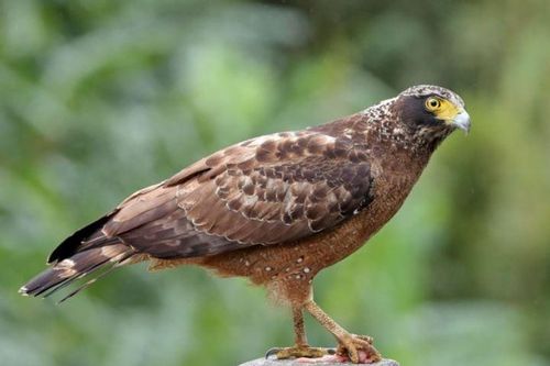Loài chim mang vẻ đẹp dũng mãnh, nằm trong Sách Đỏ IUCN, là sát thủ của các loài rắn