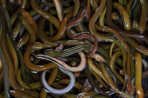 Không có độc nhưng tại sao lươn lại khiến rắn sợ hãi? Hóa ra là có nguyên nhân cả