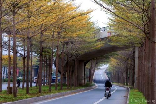 Hà Nội 'mặc áo vàng' mùa thay lá, đẹp như trời Âu