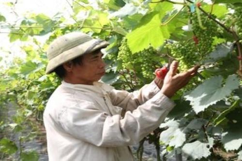 Nho Đồng Du: Tìm lời giải cho bài toán tiêu thụ