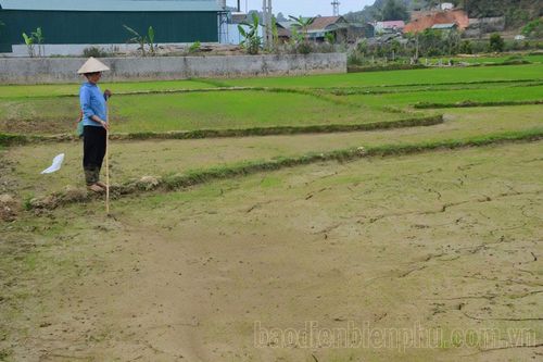 Linh hoạt chuyển đổi cây trồng trên đất lúa