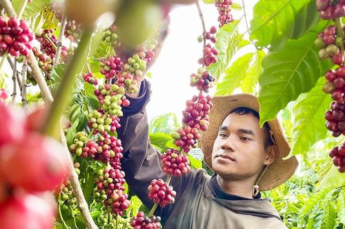 Cà phê đặc sản chinh phục thị trường khó tính