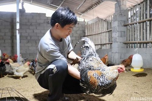 Lộc Bình: Nhân rộng mô hình nuôi gà 6 ngón theo tiêu chuẩn VietGAP