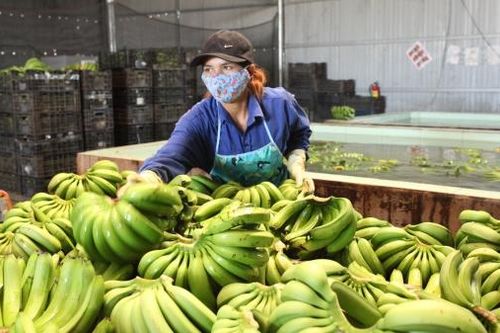 Ðam Rông: Phát triển nông nghiệp thành 'trụ đỡ' để tăng trưởng kinh tế