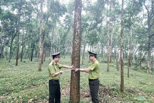 Chuyển hóa rừng gỗ lớn ở Thanh Sơn