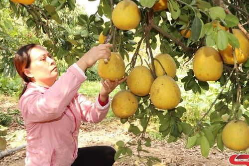 Vùng nông nghiệp trọng điểm của tỉnh