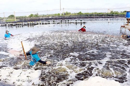 Công bố sáng kiến trị giá 3,5 triệu bảng Anh nhằm thúc đẩy nuôi trồng thủy sản bền vững