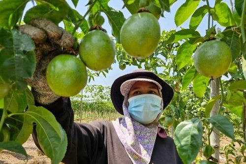Cảnh báo gian lận chứng nhận hữu cơ gây rủi ro cho cả ngành hàng xuất khẩu