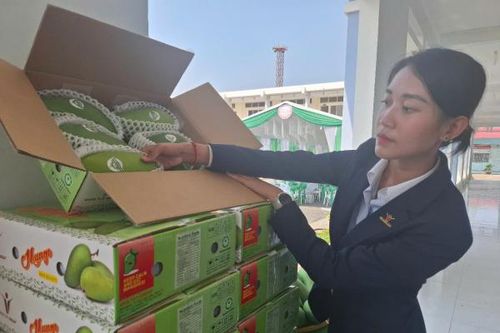 Tiền Giang lần đầu xuất khẩu lô xoài tượng da xanh sang Hoa Kỳ