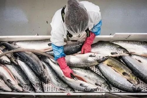Việt Nam là thị trường xuất khẩu tiềm năng của Na Uy