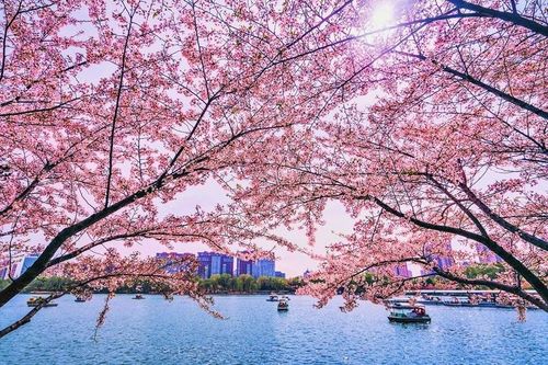 Sôi động hành trình 'săn hoa' mùa xuân ở đất nước tỉ dân Trung Quốc