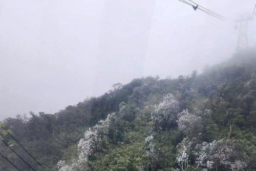 Băng giá phủ trắng núi rừng khu vực đỉnh Fansipan và núi Ngũ Chỉ Sơn (Sa Pa)
