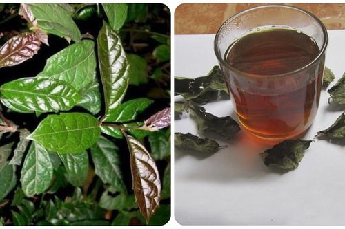 Nước xạ đen 'đại kỵ' với những người này