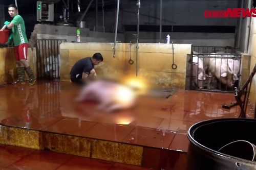 Lò mổ không phép hoành hành: Tiếng kêu la tra tấn dân Thủ đô mỗi đêm