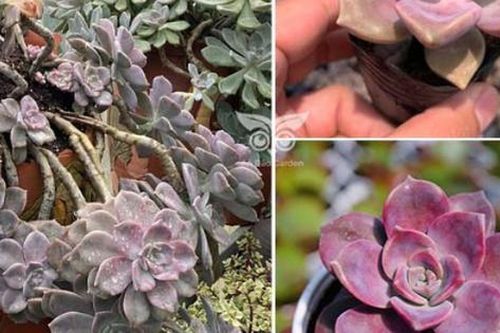 Loài cây cảnh đẹp tên là sen đá hồng mập, giúp mang lại sự hài hòa và cân bằng trong cuộc sống: công dụng và cách trồng