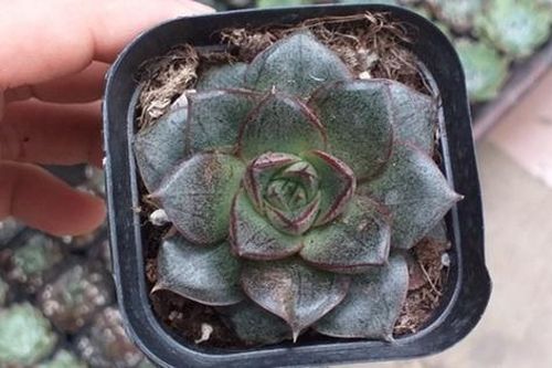 Loại cây biến đổi màu sắc theo mức độ ánh sáng tên sen đá hoa hồng đen vô cùng đặc biệt không phải ai cũng biết