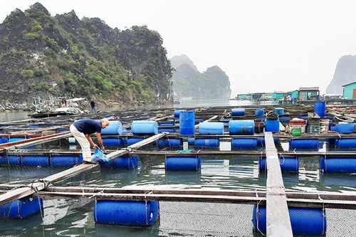 Giảm thiểu ô nhiễm từ nuôi trồng thủy sản