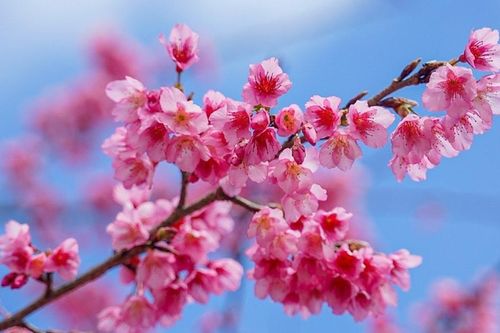 Quảng Ninh: Lần đầu tiên có Lễ hội Hoa Anh đào ở xã vùng cao Kỳ Thượng