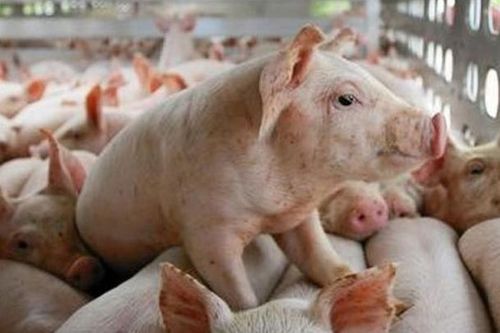 Giá heo hơi hôm nay 20/3: miền Bắc tiếp tục xu hướng giảm nhẹ