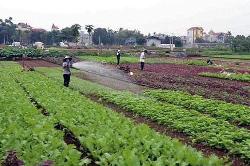 Thúc đẩy kinh tế tuần hoàn trong nông nghiệp