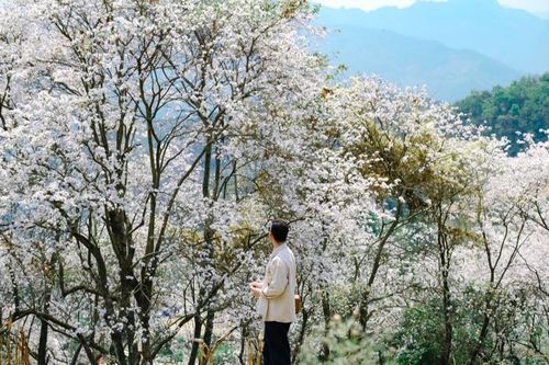 Lạc bước giữa rừng ban ''cổ tích'' ở Điện Biên