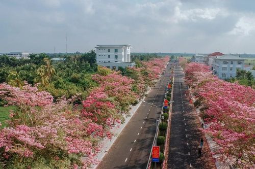 Chiêm ngưỡng đường hoa kèn hồng 'đẹp nhất miền Tây'