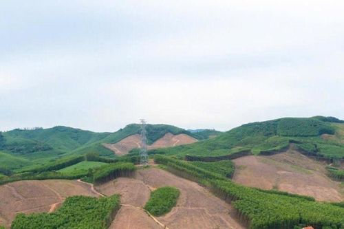 Nghệ An rà soát, xử lý các quy hoạch vùng nguyên liệu gỗ không thực hiện, kém hiệu quả