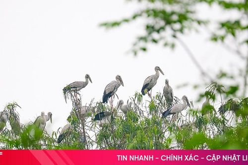 Ngắm đàn cò hàng ngàn con hiếm gặp ở Hà Tĩnh