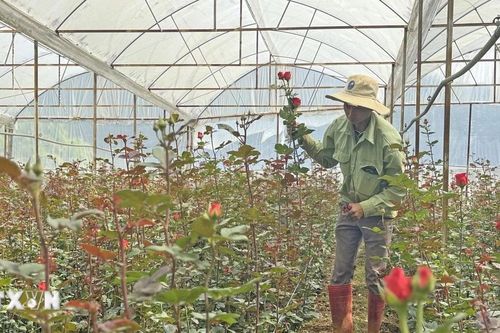 Rau, hoa Đà Lạt giảm giá sâu sau lễ, có loại giảm tới 80%