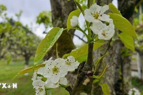 Chiêm ngưỡng sắc trắng tinh khôi của hoa lê bung nở giữa núi rừng Bắc Hà