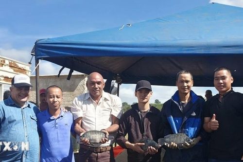 Cá rô phi Việt Nam 'bơi' sang Cuba: Hành trình hơn một thập kỷ chuyển giao công nghệ