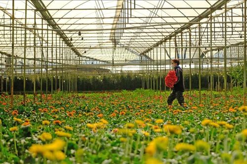 Nhiều loại rau, hoa Đà Lạt giảm giá sâu