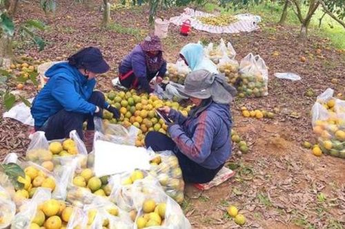 Quýt đặc sản ở Nghệ An ế ẩm, đoàn thanh niên chung tay 'giải cứu'