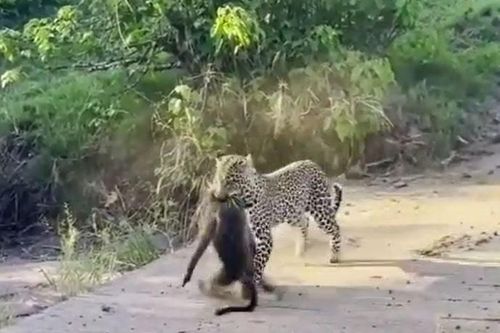CLIP: Màn giằng co quyết liệt giữa báo đốm và khỉ đầu chó