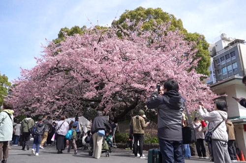 Mùa anh đào nở sớm tại Tokyo, Nhật Bản