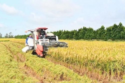 Bộ trưởng Nguyễn Hồng Diên: Bảo đảm nguồn cung, ổn định thị trường lúa gạo trong nước