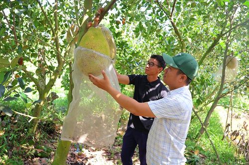 Bỏ phố về quê - hành trình lập nghiệp với nông nghiệp sạch