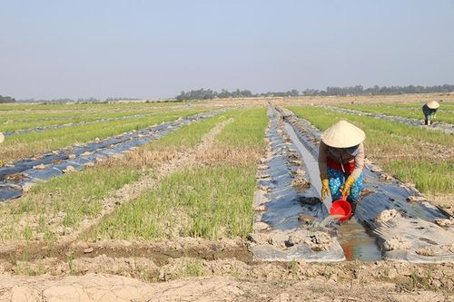 Triển khai nhiều giải pháp phát triển nông nghiệp, nông thôn bền vững